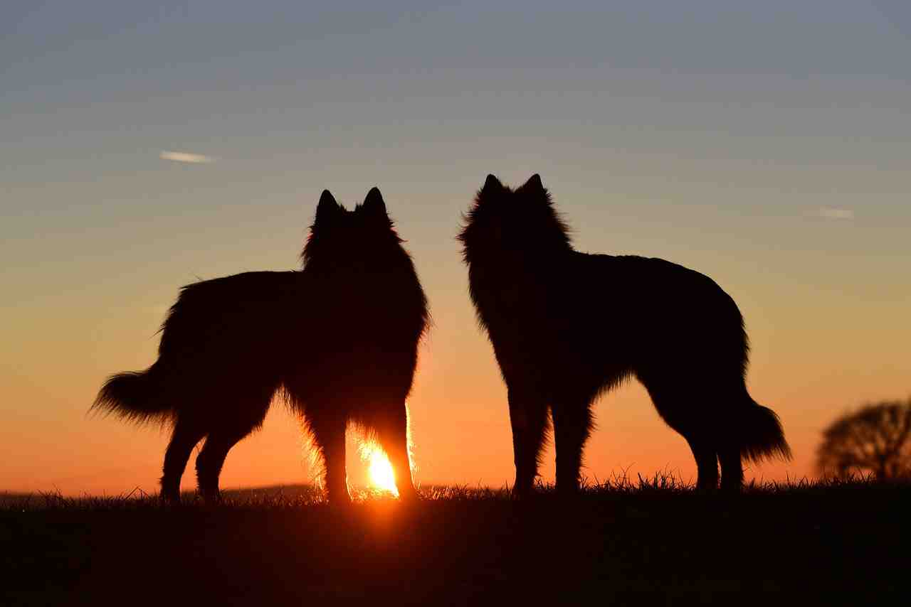 chiens, sunset, abendstimmung