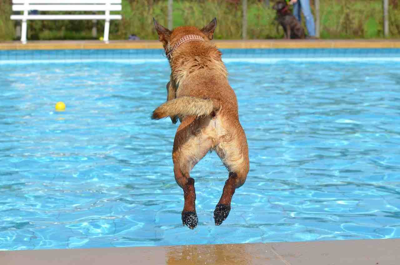chien, piscine extérieure, chien dans l'eau