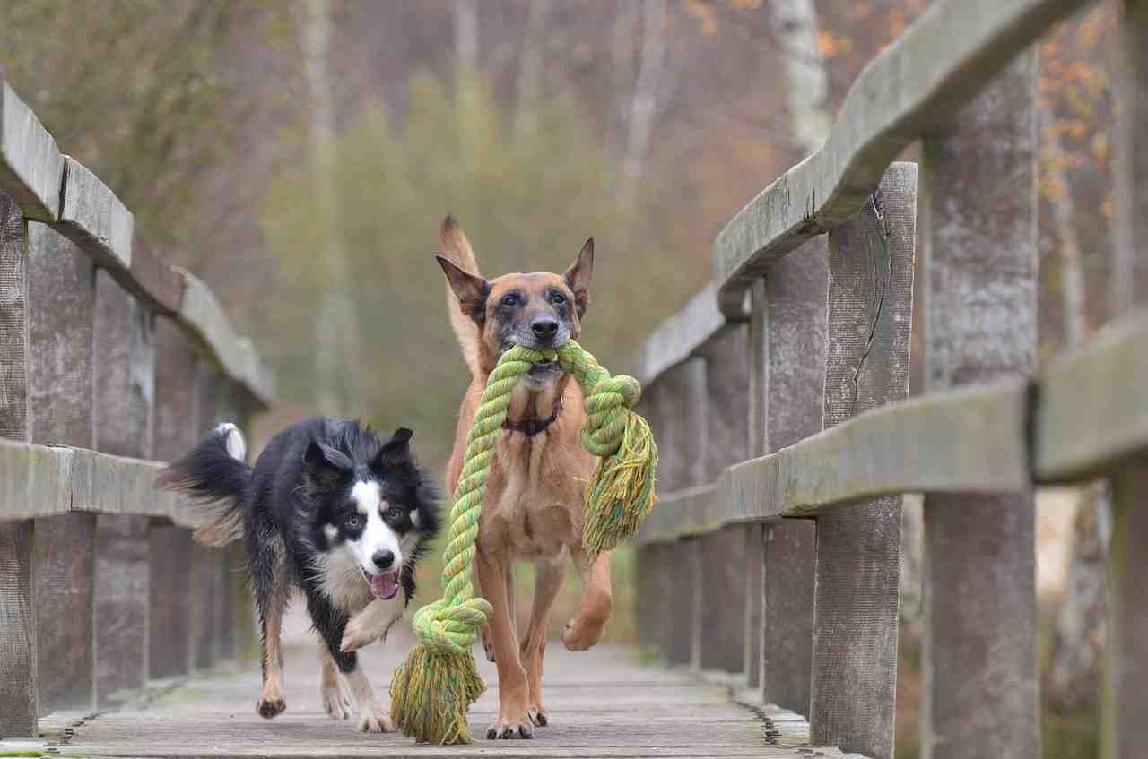 malinois et border collie, chien de berger belge, jouer les chiens